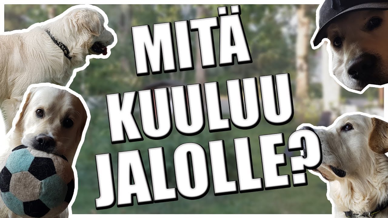 Mitä kuuluu Jalolle? - Q & A