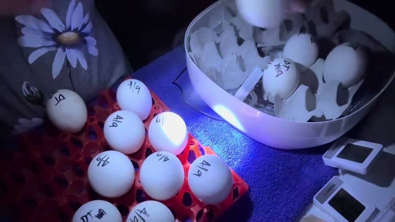 Incubating goose eggs. Candling on day 7 and day 5. Daily misting and cooling.