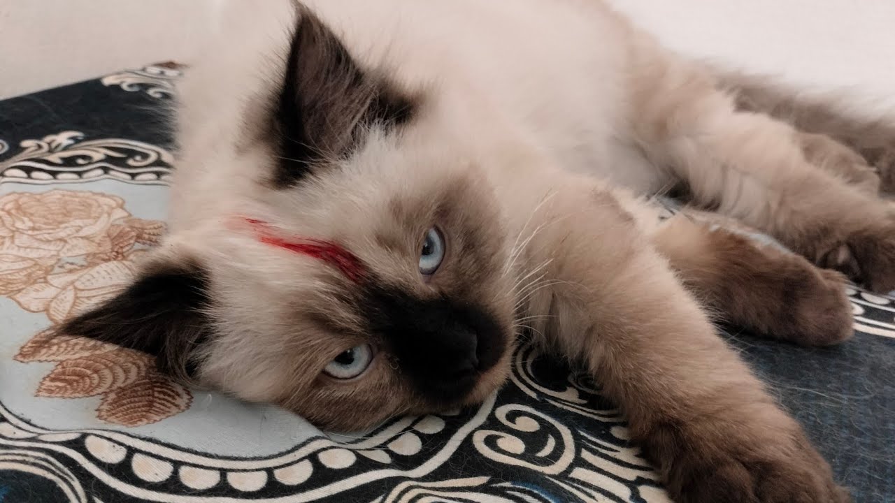 Kashi The Cat