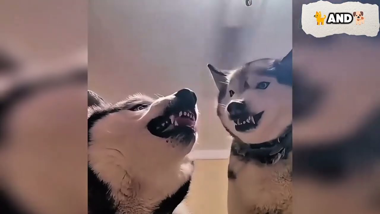 When Cats Meet Dogs 😂Funny Moments#viralvideo #funnymoments