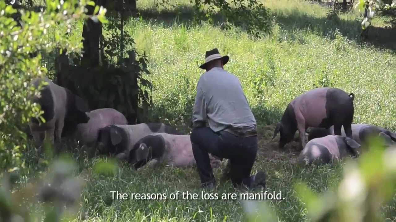 Schwäbisch-Hällisches Landschwein