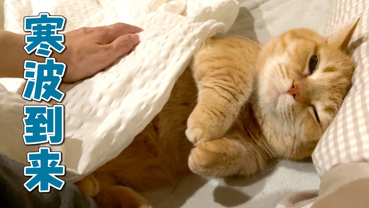 寒い日は暖かい場所を見つけるのが得意な甘えん坊猫が可愛すぎる！