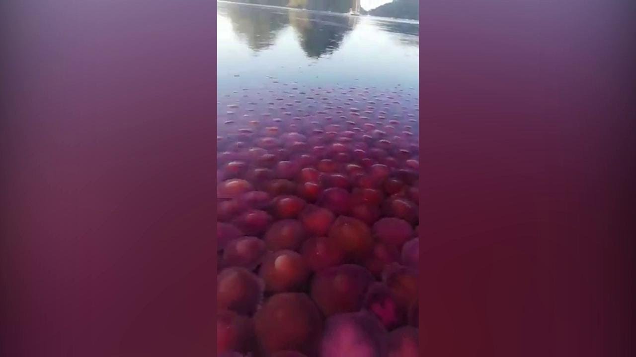Nel mare paradisiaco delle Filippine migliaia di meduse prendono il posto dei turisti