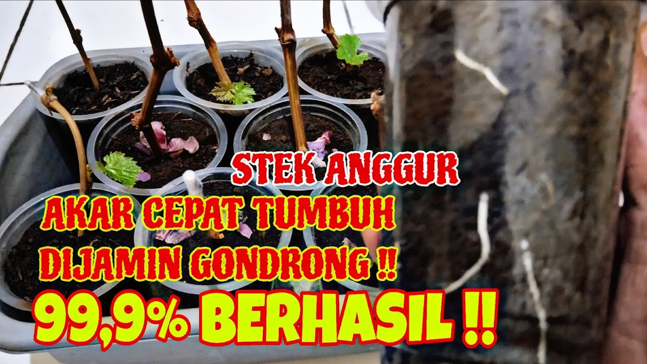 Cara Supaya Akar Stek Anggur Cepat Tumbuh