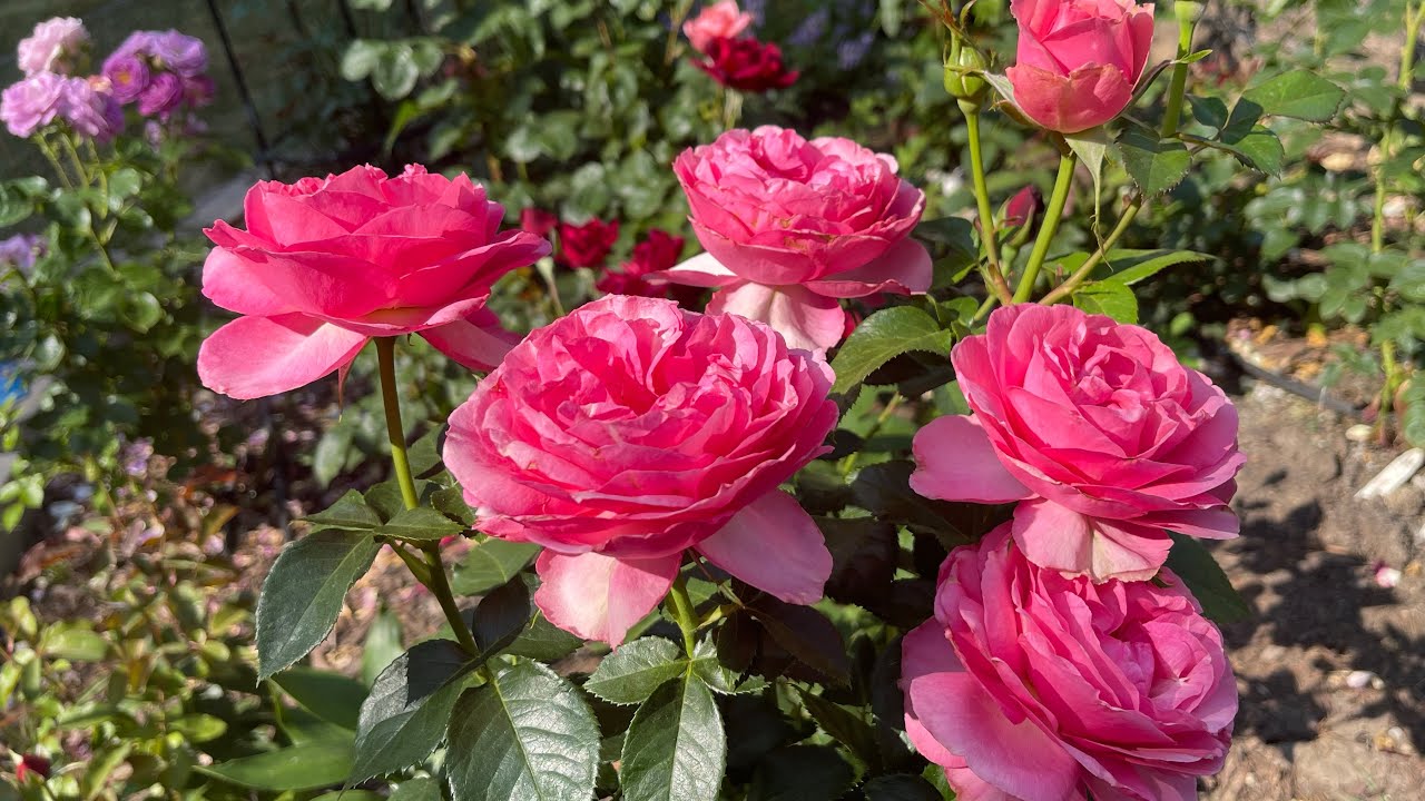 花期长耐晒颜值高的10种大花玫瑰｜10 Long lasting large roses