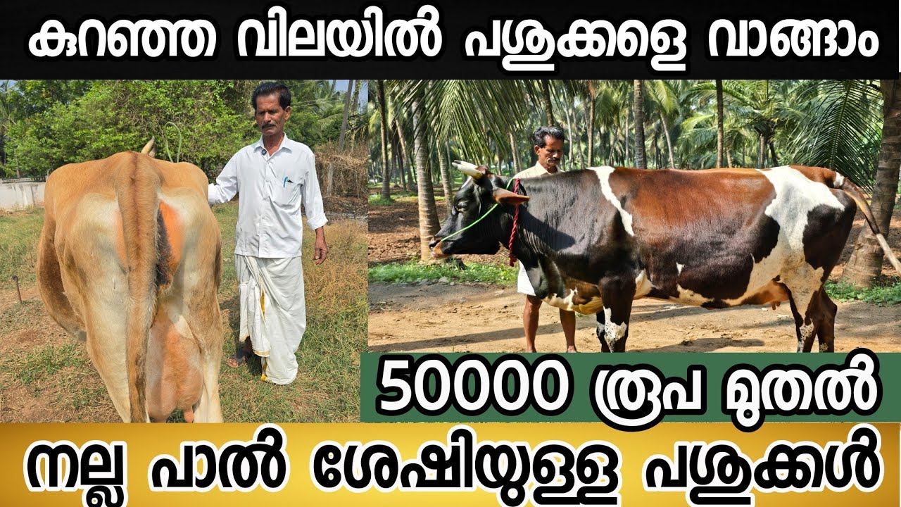 50000 രൂപ മുതൽ നല്ല പാൽ ശേഷിയുള്ള പശുക്കളുമായി മണിച്ചേട്ടൻ വീണ്ടും