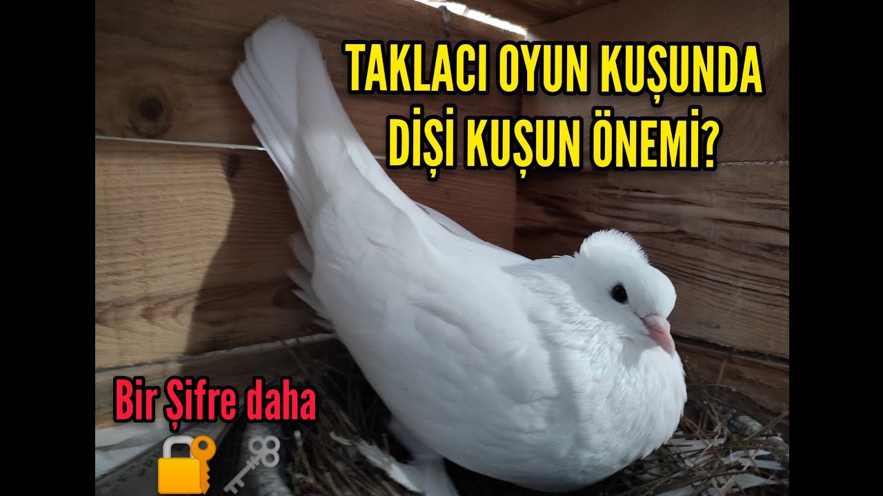 Oyun kuşu Dişinin önemi?