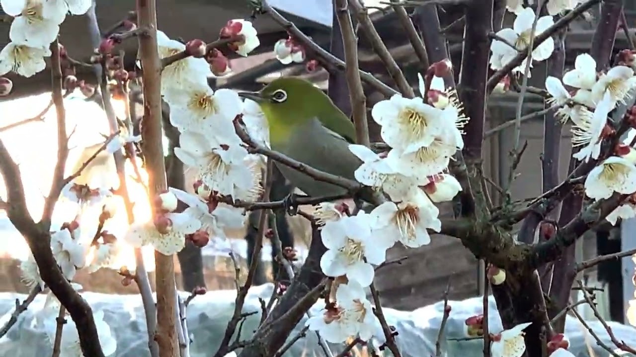 梅の花の蜜を吸うメジロ　#小鳥 #梅の花 #Plum-blossom #warbling-white-eye #Japanese-white-eye
