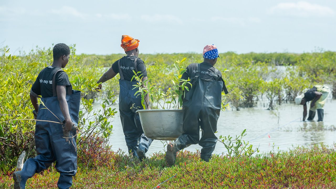 Mangroves of Life: Restoring Biodiversity in the Keta Lagoon | Terraformation Projects