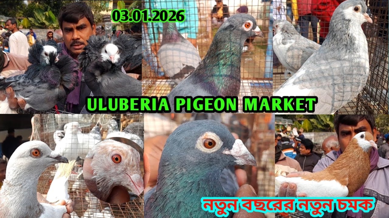 Pigeon price update at Uluberia Pigeon market on 03.01.26 #pigeon New Year's pigeon price