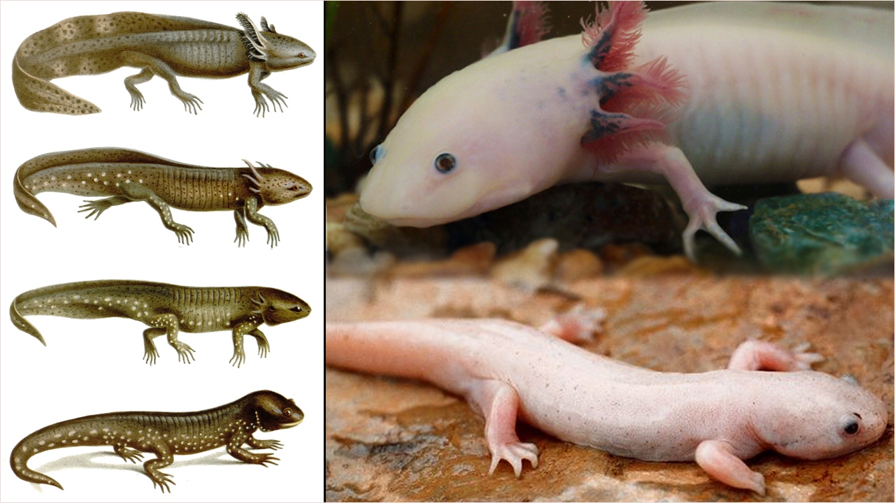 5 CHOSES SUR LA METAMORPHOSE DE L'AXOLOTL - EUBLEPHARIS