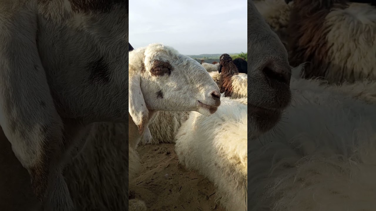 Innocent Sheep and Ram |Desert Animals Life| Goat and Sheep Together| #farmanimals #sheep #ram