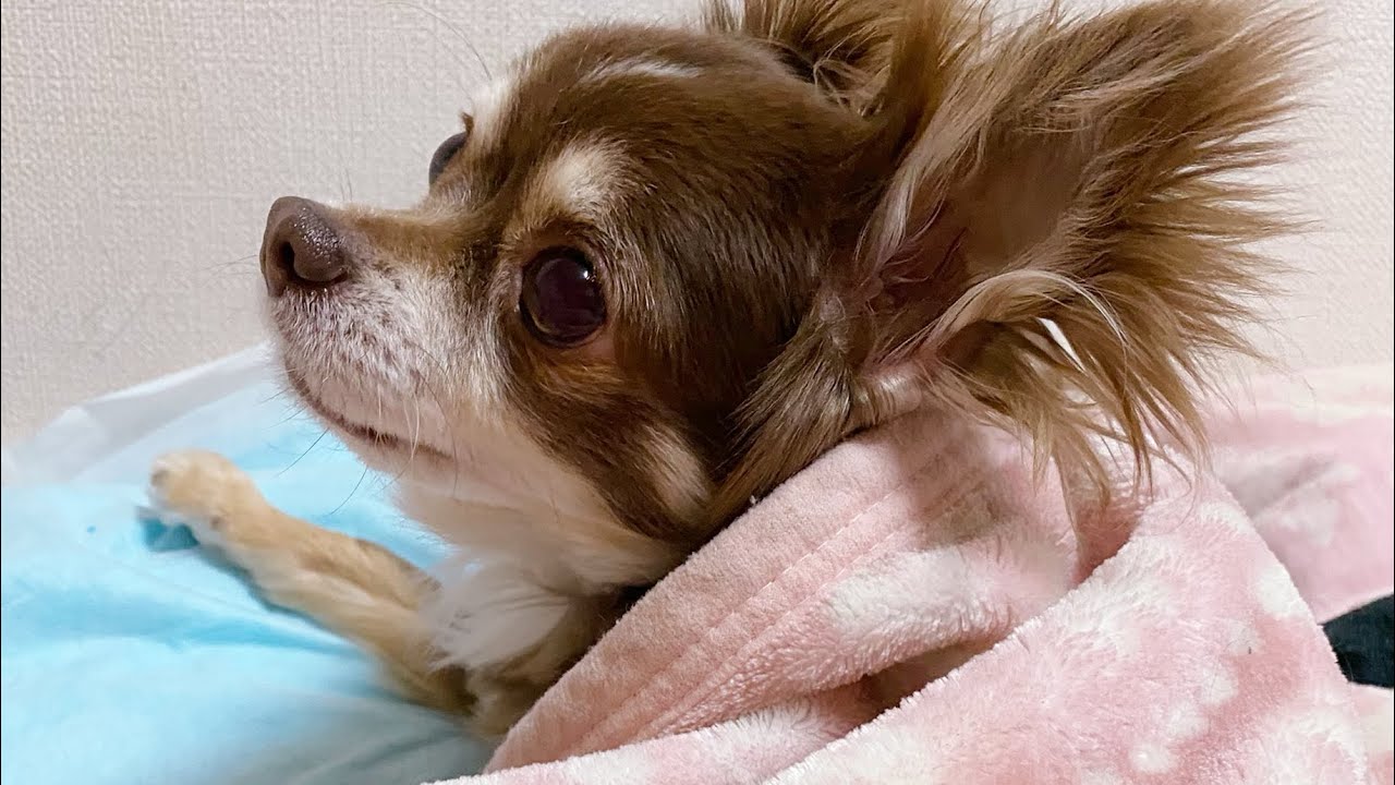 【可愛い犬】立つんだ、ロクー！