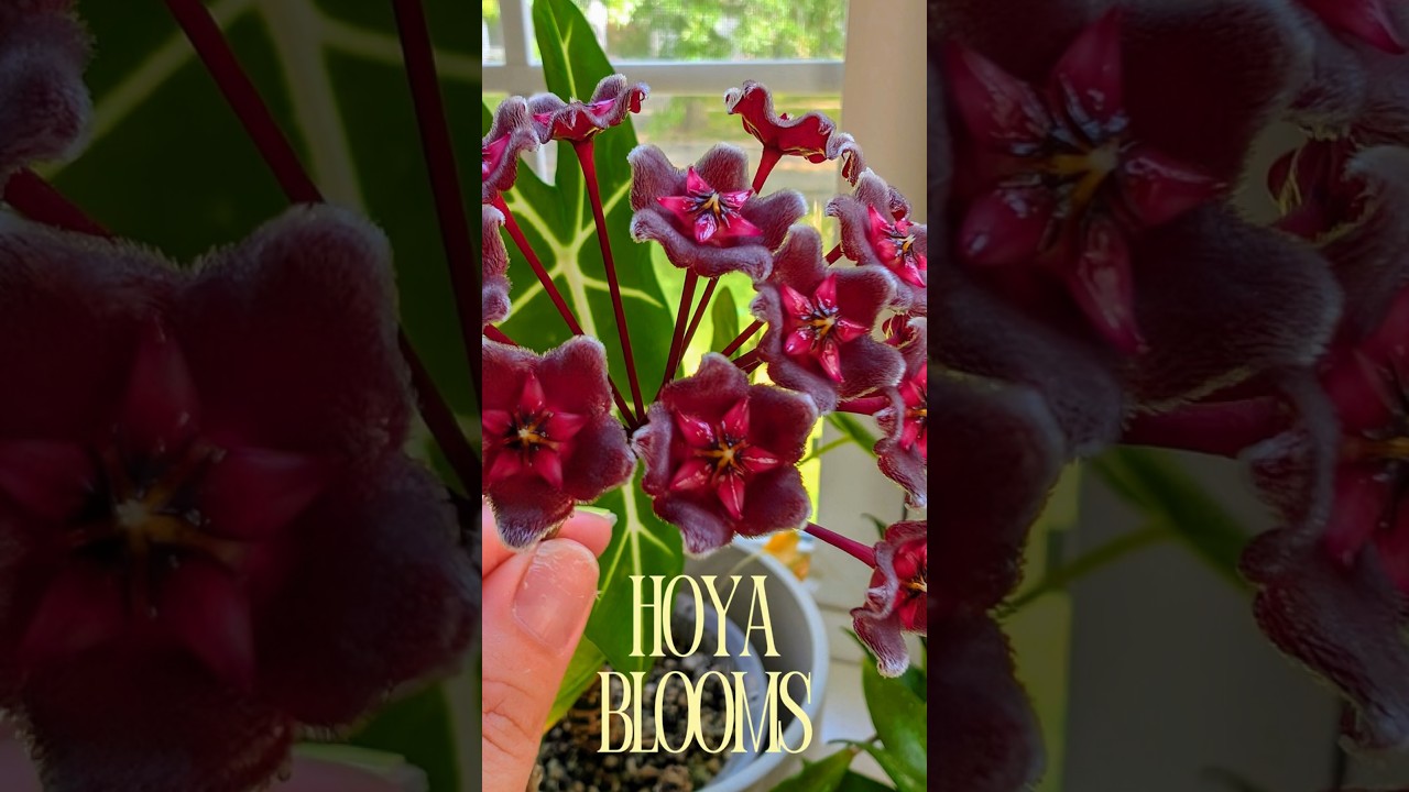My Hoya Blooms 🥰🌸🌿 #plants #houseplants #plantlover #bloom