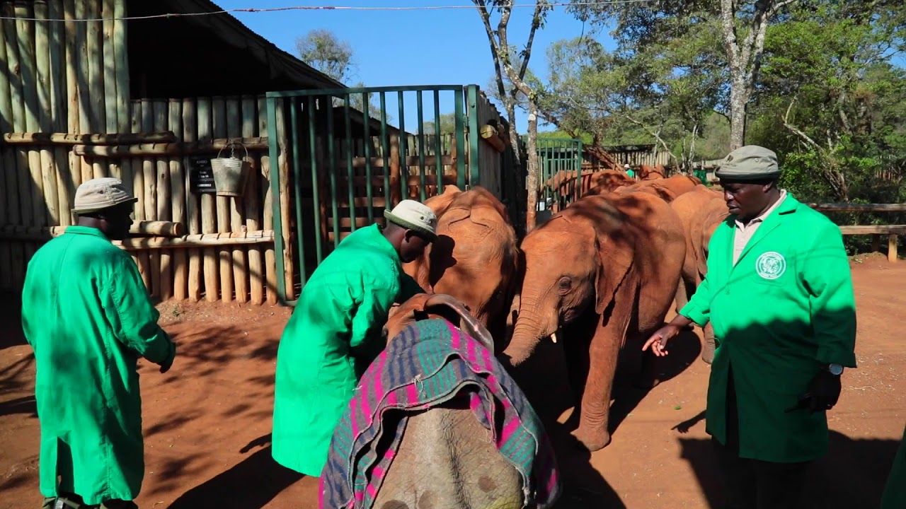 LARRO'S RESCUE | Sheldrick Trust
