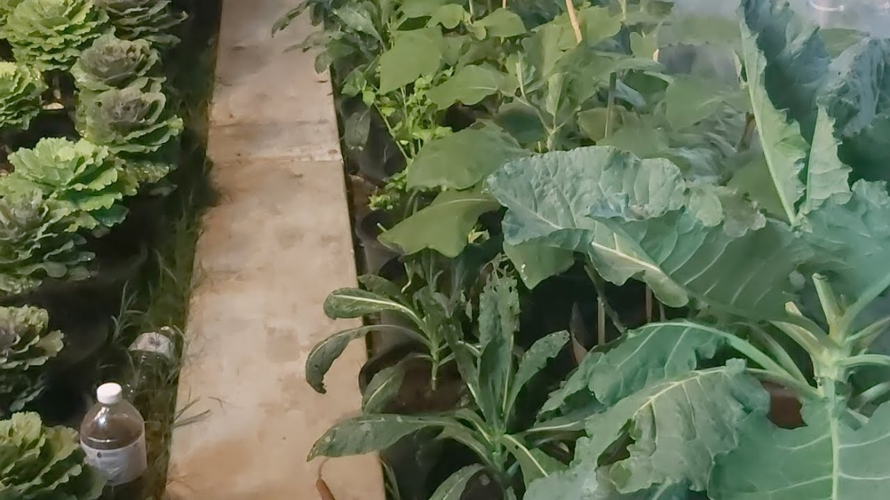 ชมปูเล่หลากสีสวยๆใน Jidapa Garden จังหวัดสมุทรปราการ