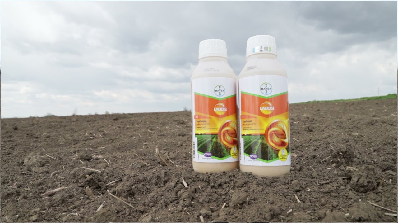 Kako da se rešim Sirka u kukuruzu?  LAUDIS BAYER