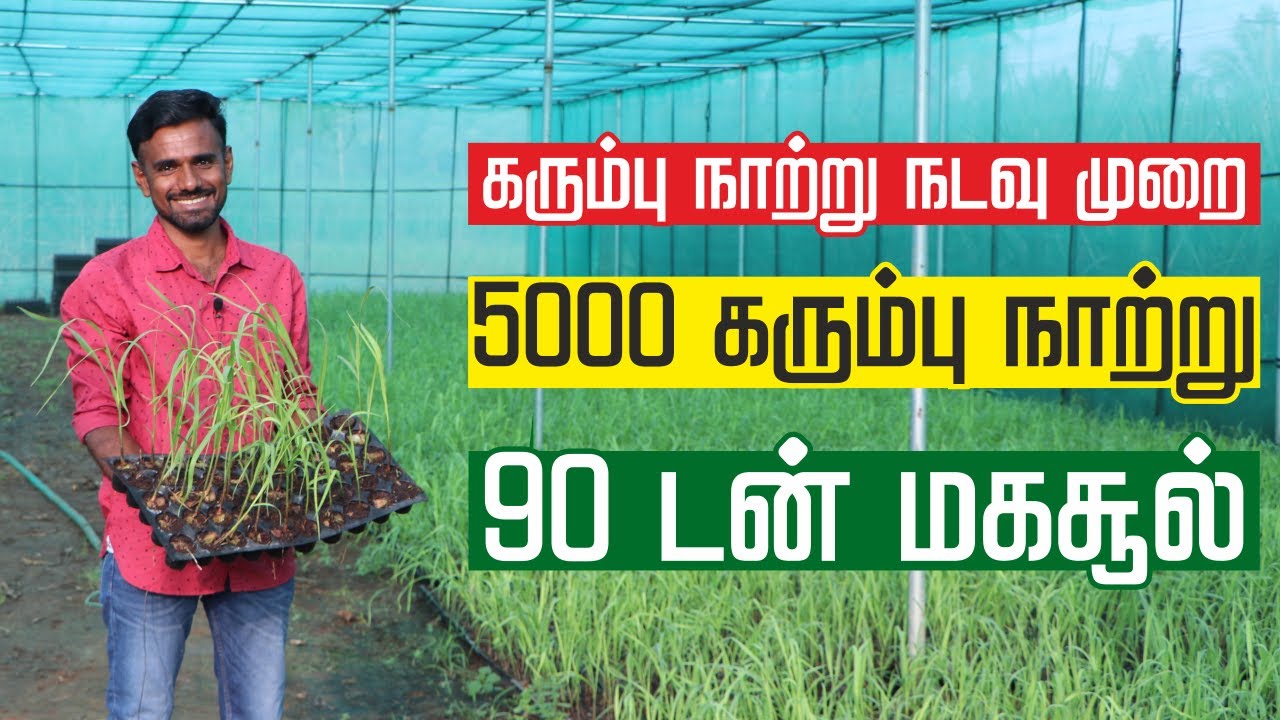 SUGARCANE NURSERY SEEDLING | குறைந்த முதலீட்டில் 100 டன் வரை மகசூல் | VIVASAYAM IN TAMIL