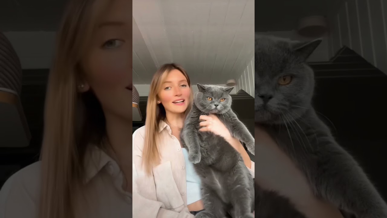 Wie viele Katzen habt ihr?🫶🏻 #katzenliebe #katzen