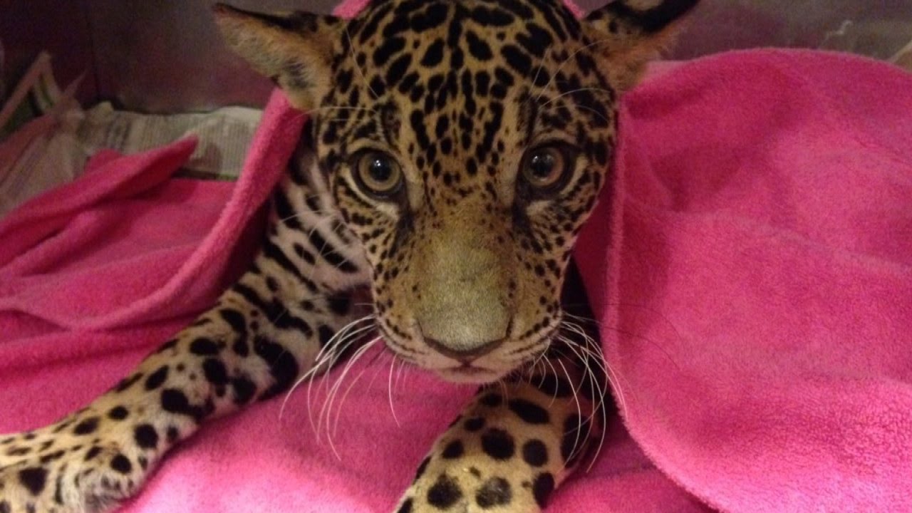 Paralyzed Baby Jaguar Shot 18 Times Makes Incredible Recovery