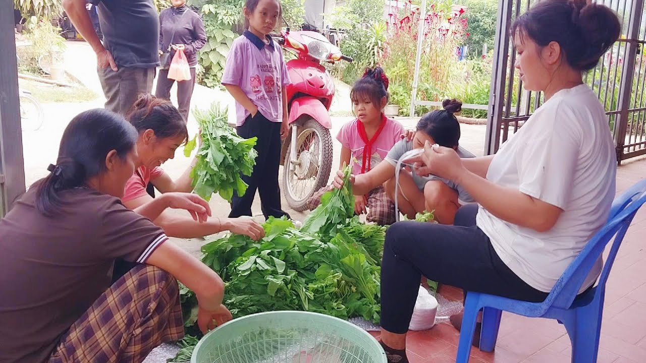 Harvesting large vegetables to sell in the village - Single pregnant mother | lytulien