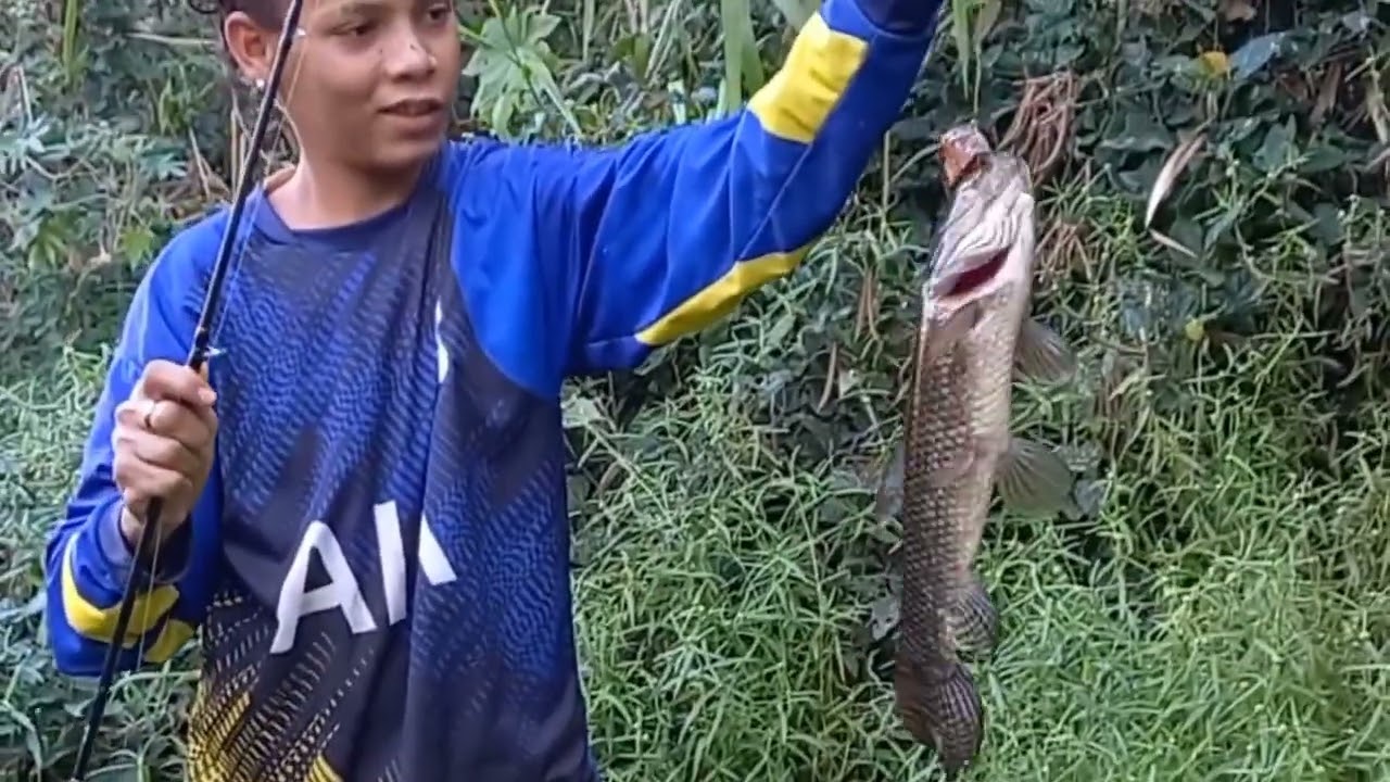 Encontrei Um lago infestado  de peixe Grande 