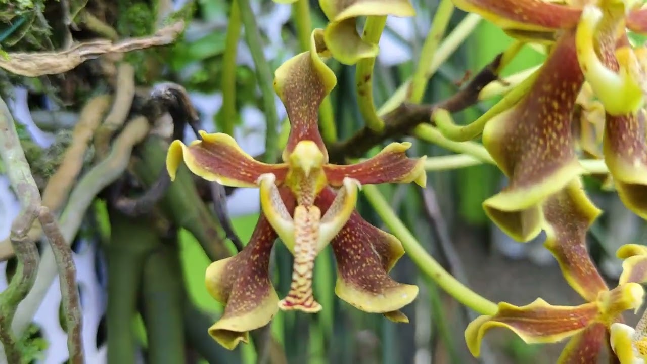 Paraphalaenopsis labukensis 