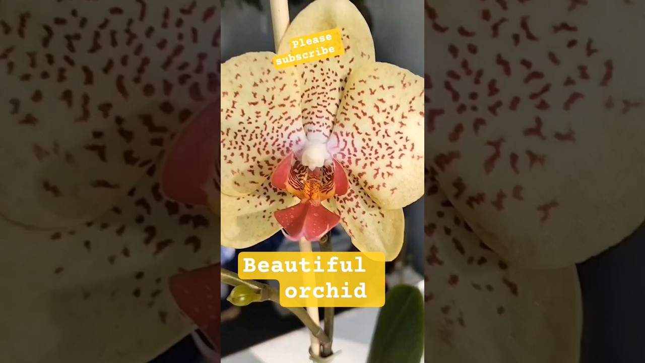 beautiful orchid❤️😍