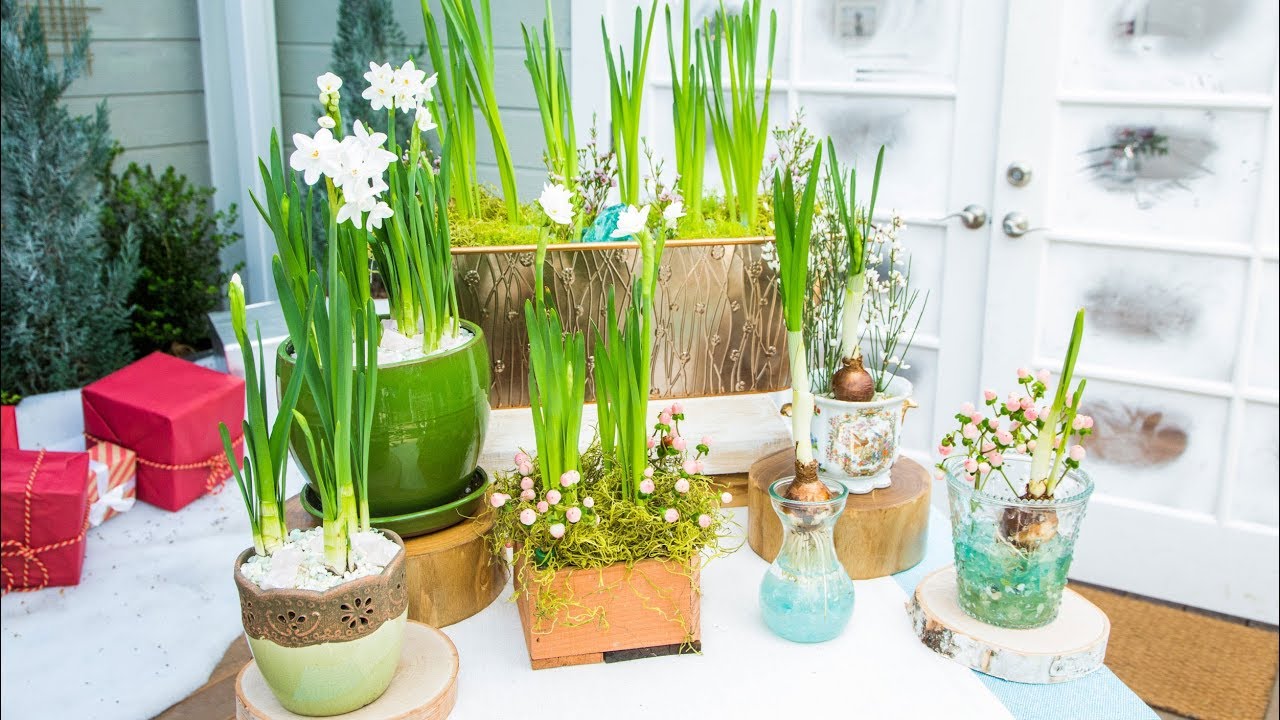 Paperwhites with Shirley Bovshow - Home & Family