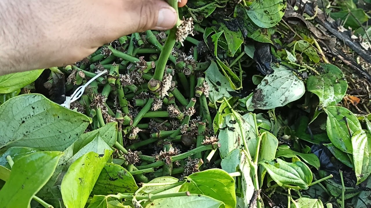 COMO FAZER MUDAR DE PIMENTA DO REINO!!