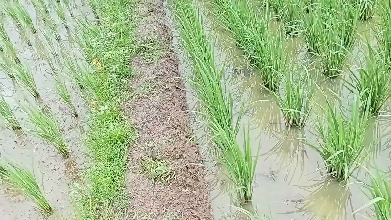 Inilah petani krasak sidamulya sedang memperbaiki saluran air sawah 👍