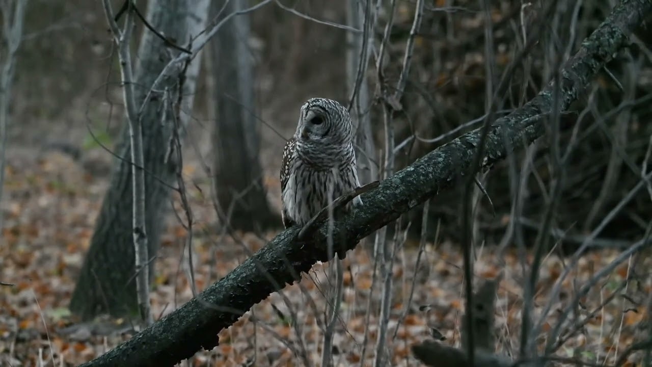 Encounter with a Barred Owl   4K