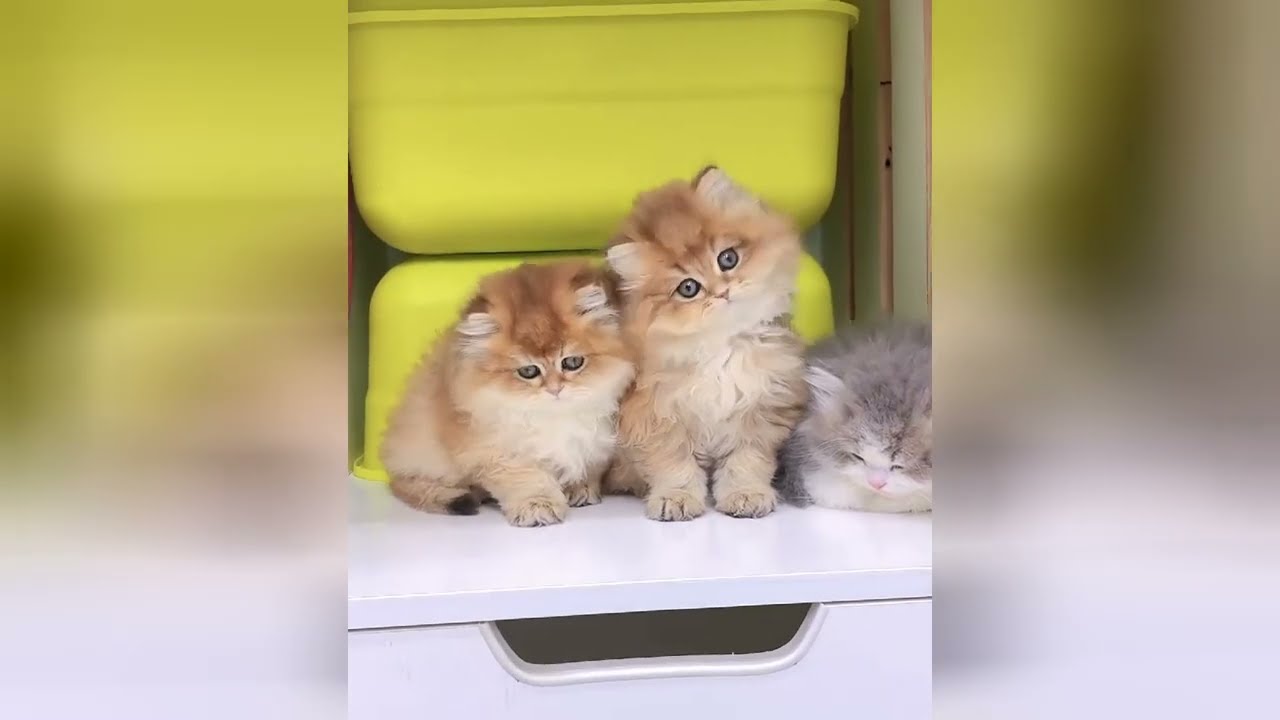 Watch these kittens and let your heart feel free