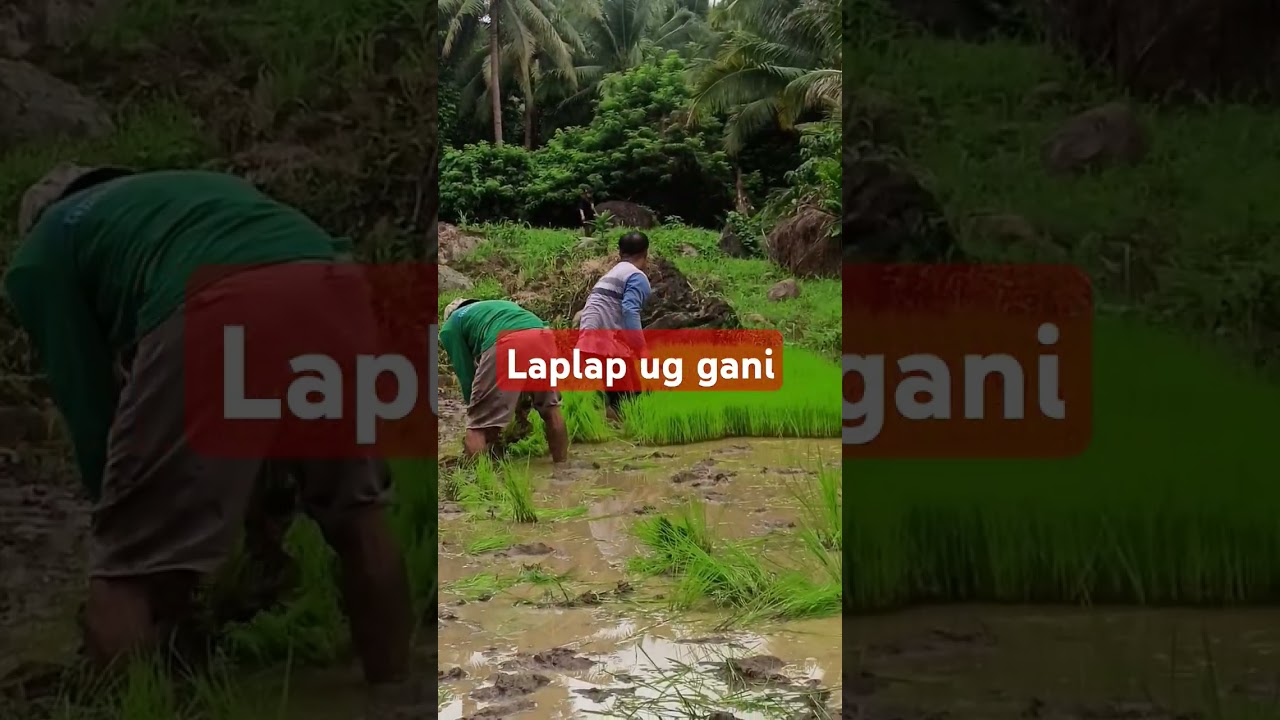 Laplap han gani #work #farmer #farm #ricefield