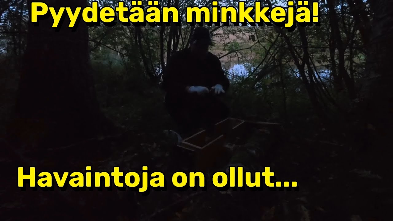 Vied&auml;&auml;np&auml; minkkiloukut pyyntiin! 👍🏻🇫🇮 #minkki#loukku#pyydys#mets&auml;stys#suomiyoutube