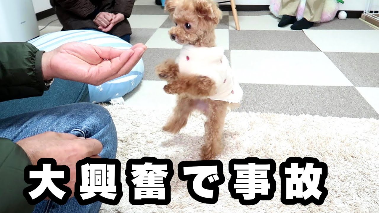 じいじ登場に興奮しすぎて事故！変な鳴き声を連発する犬（音量注意）【トイプードルのコロン】