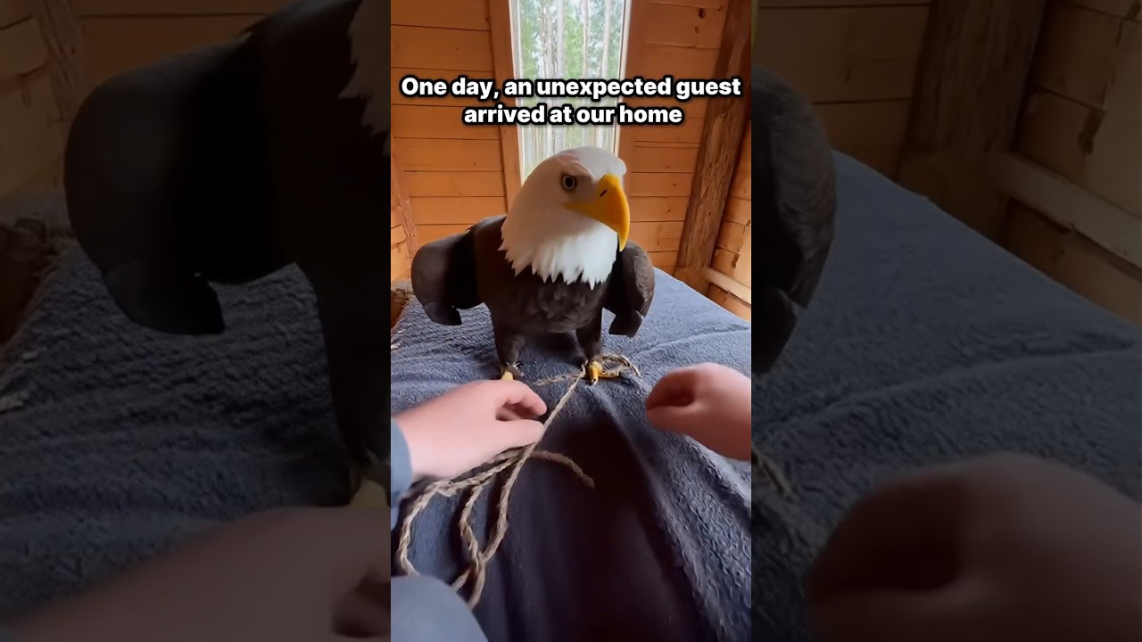 🦅Орёл влетел в моё окно&hellip; причина меня шокировала!