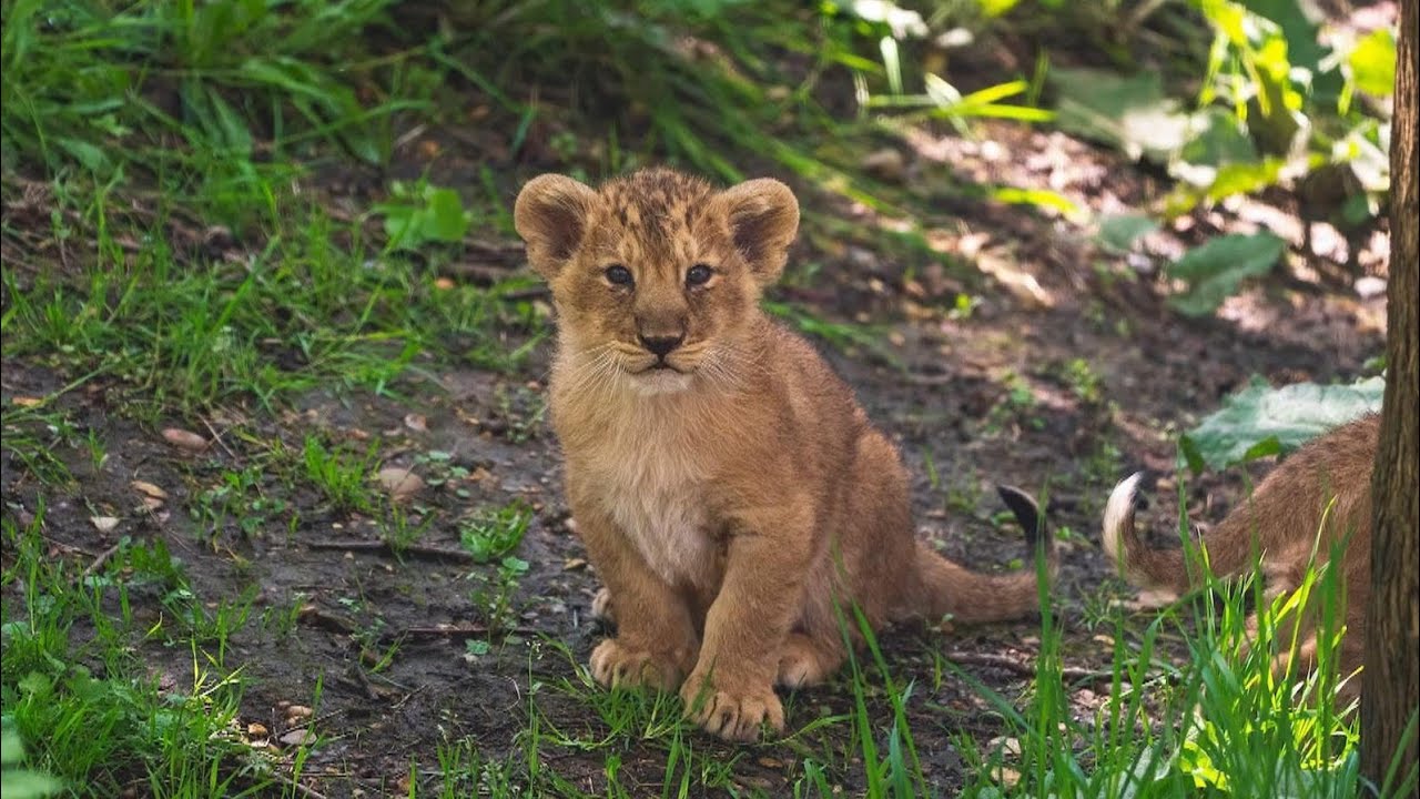 CUTE LION CUBS IN LONDON ZOO ZSL #LandoftheLions #bhanuthelion #aryalion #londonzoo4k #zslLondonzoo