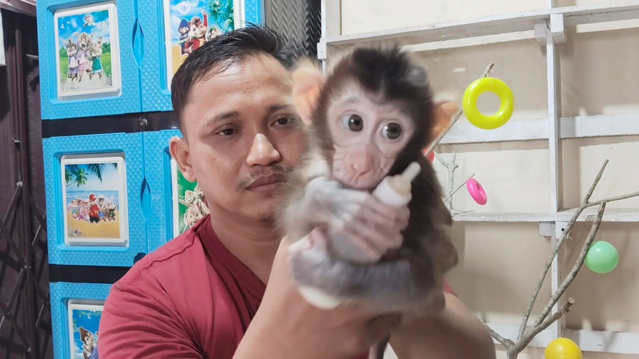 It's really scary to see the behavior of the baby boni monkey