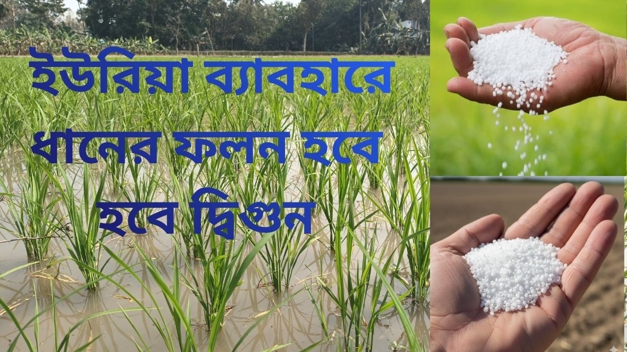 ধানে ইউরিয়া ব্যবহার পদ্ধতি  / DHANE UREA BABOHAR  PODDHATI