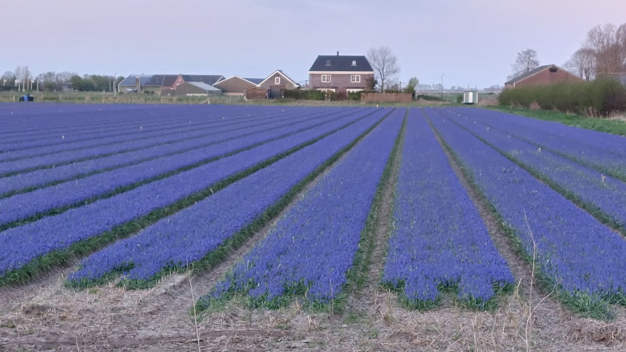 Vlog 5 bloemendagen Limmen 2025