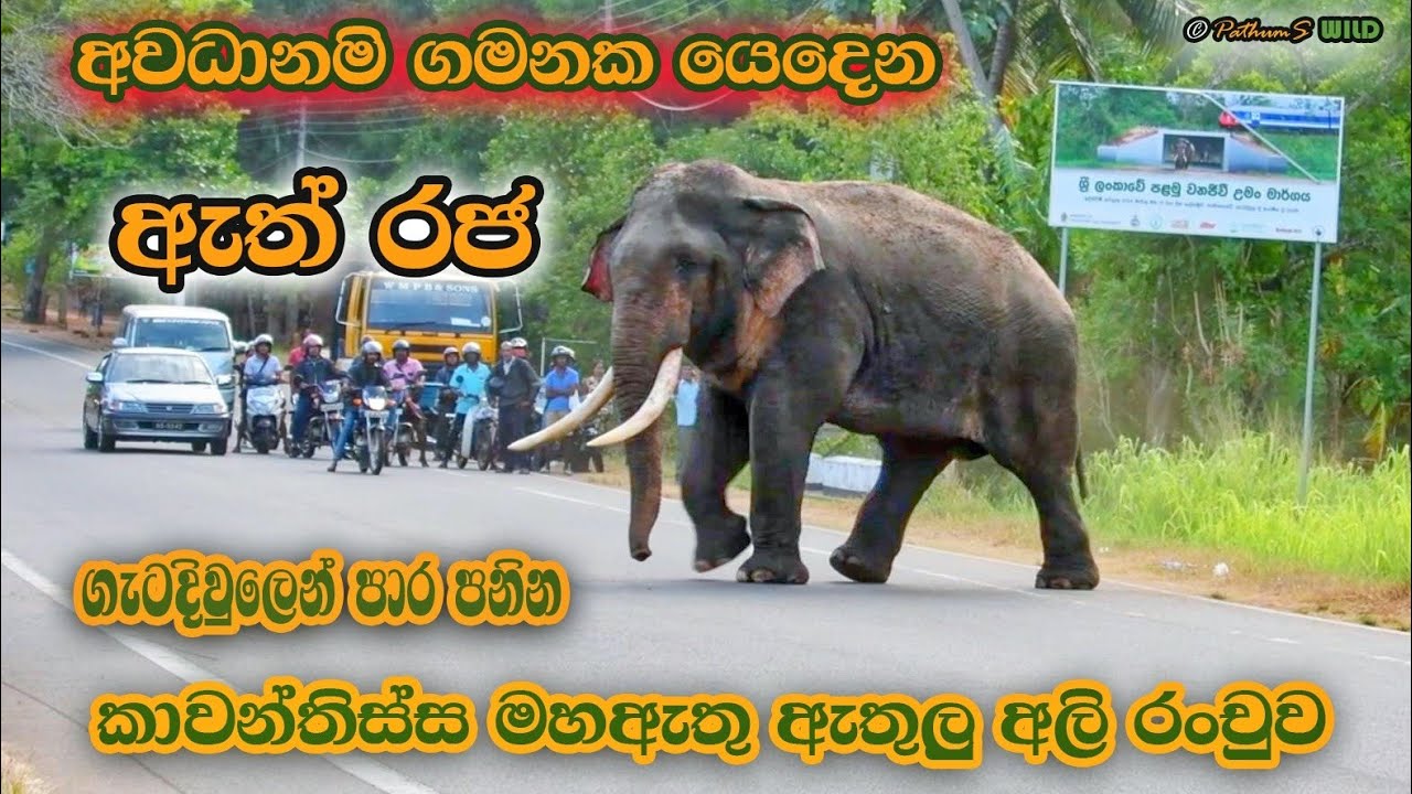 අවධානම් ගමනක යෙදෙන ඇත් රජ | ගැටදිවුලෙන් පාර පනින කාවන්තිස්ස මහඇතු ඇතුළු අලි රංචුව | PathumS WILD