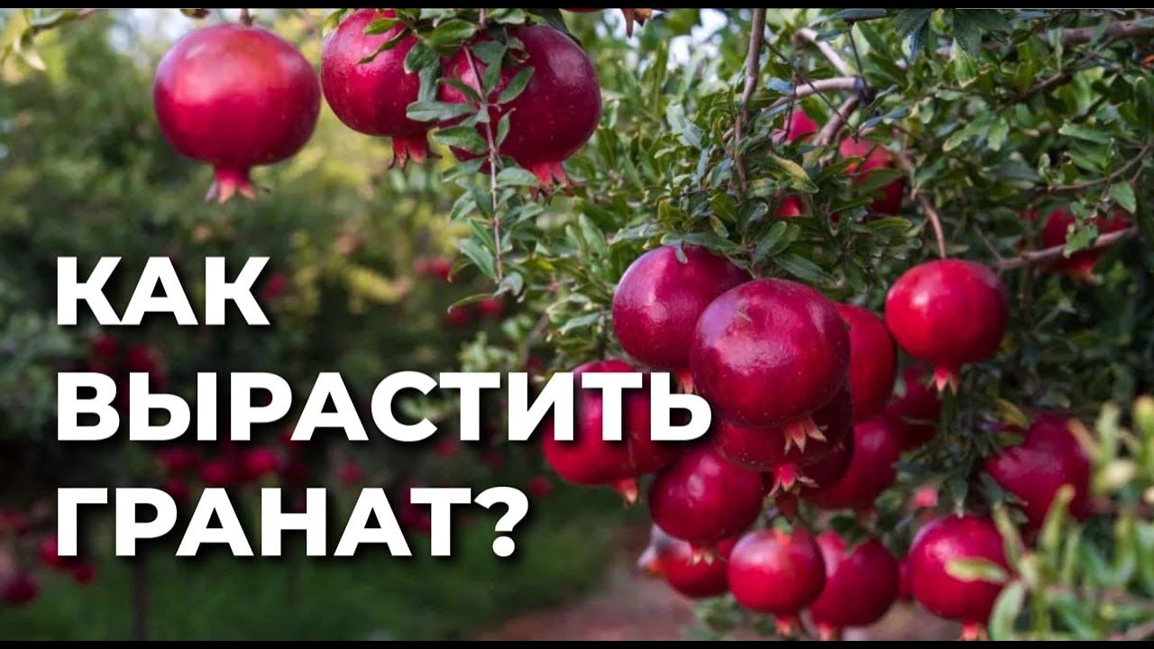 Как правильно посадить гранат