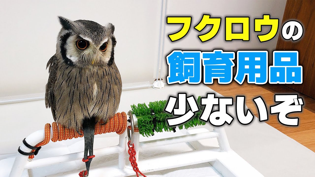 フクロウを飼うときに準備すべき飼育用品【たったこれだけ】