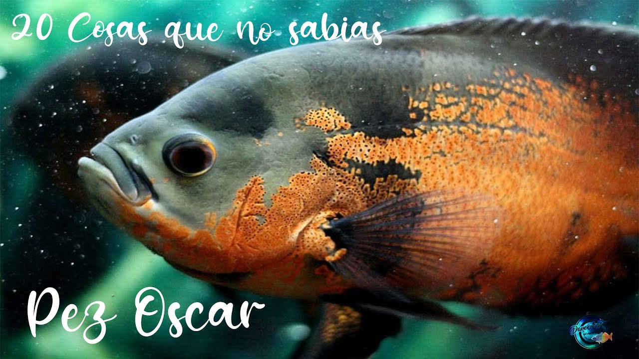 20 Cosas que no sabias del pez Oscar (Astronotus ocellatus)