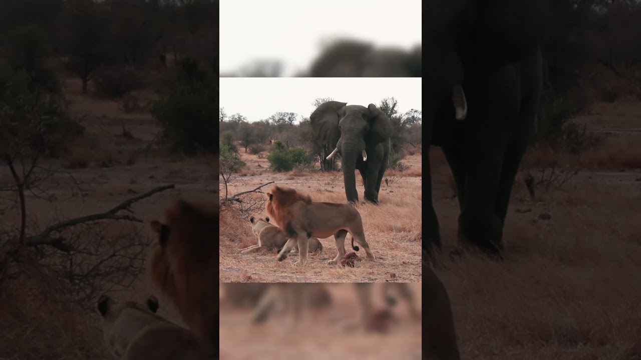 Here he is, the real king of beasts.  #wildlife #lion #elephant