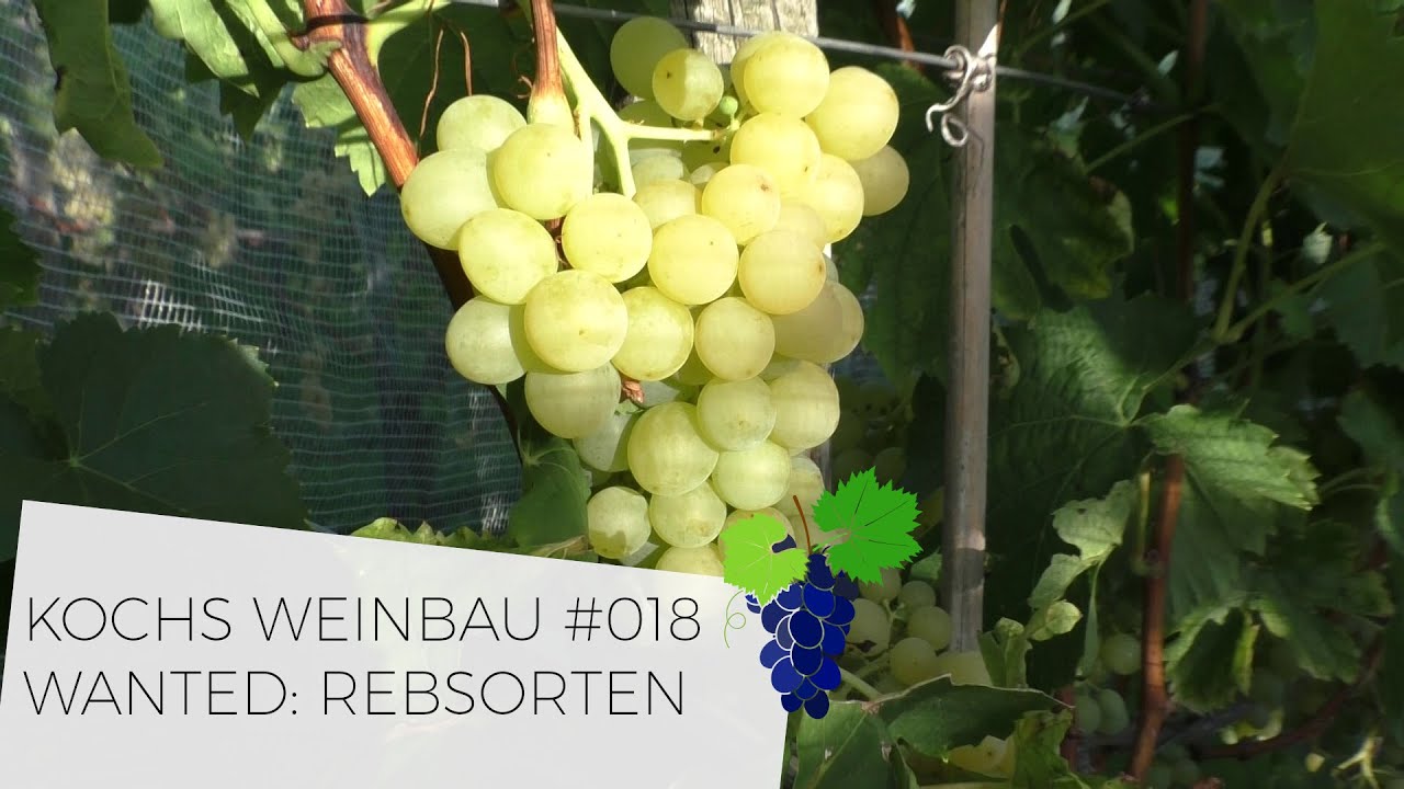Wanted: Rebsorten | 