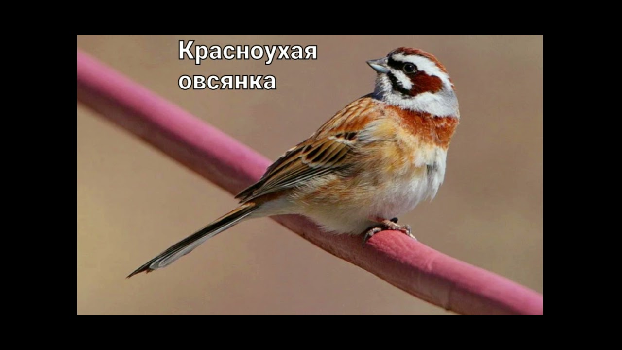 Пение овсянок (15 видов) 🐦🎶