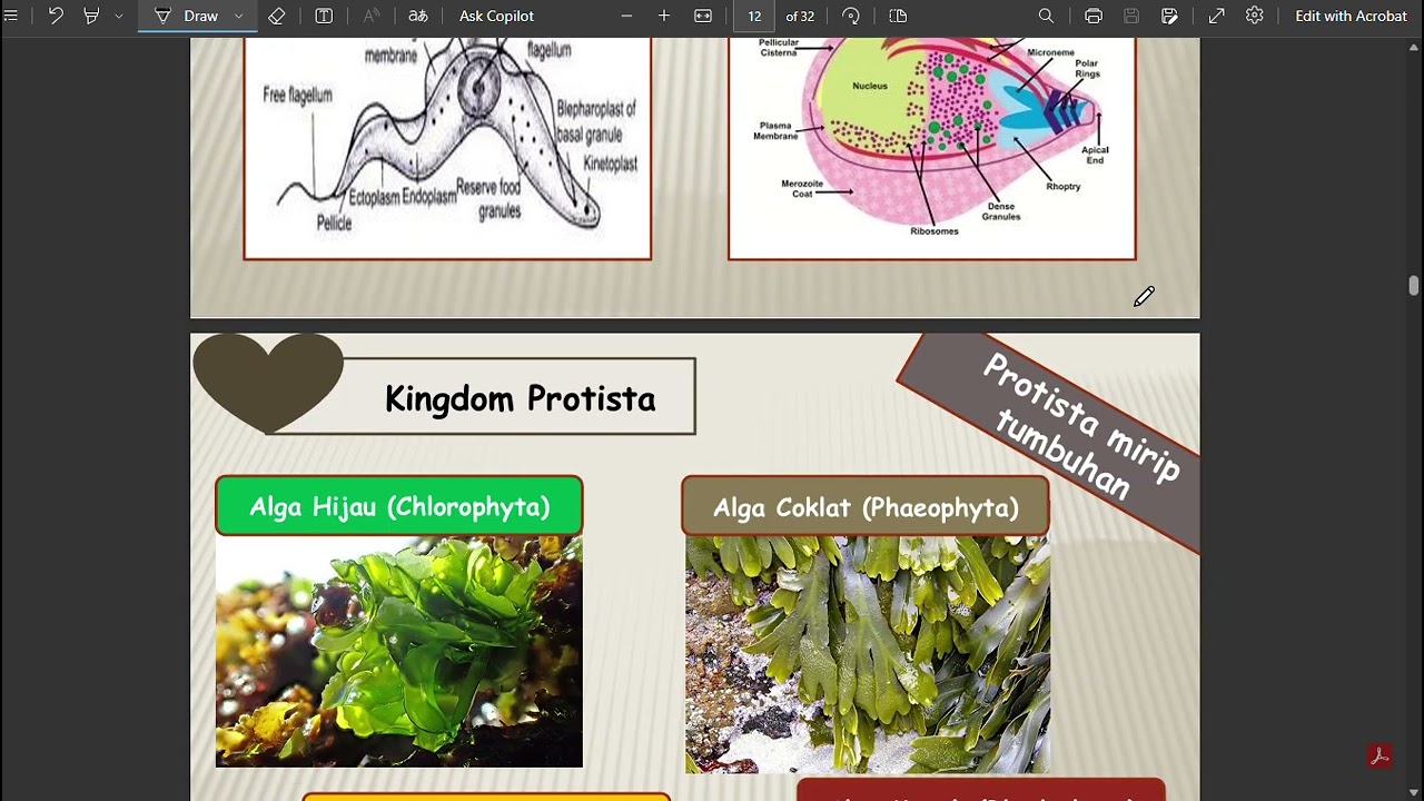 Eps. 07 Klasifikasi Kingdom Kelas 7 by Ismi Firda Aulia