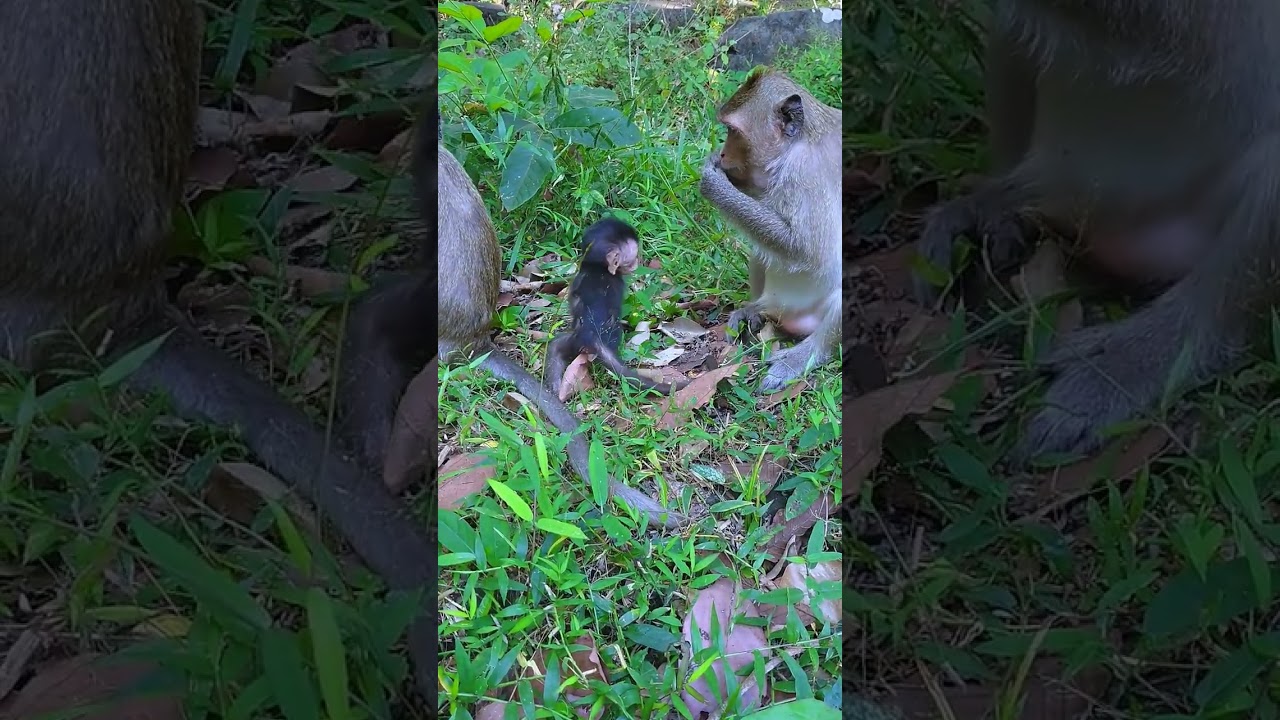 line life monkey  keep out post next. #shorts